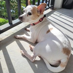 Meet your Posher, Gedalias